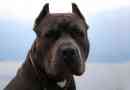 Montreal pit bull ship nőben
